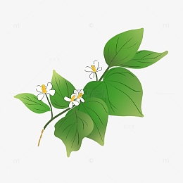 绿色植物中草药鱼腥草手绘