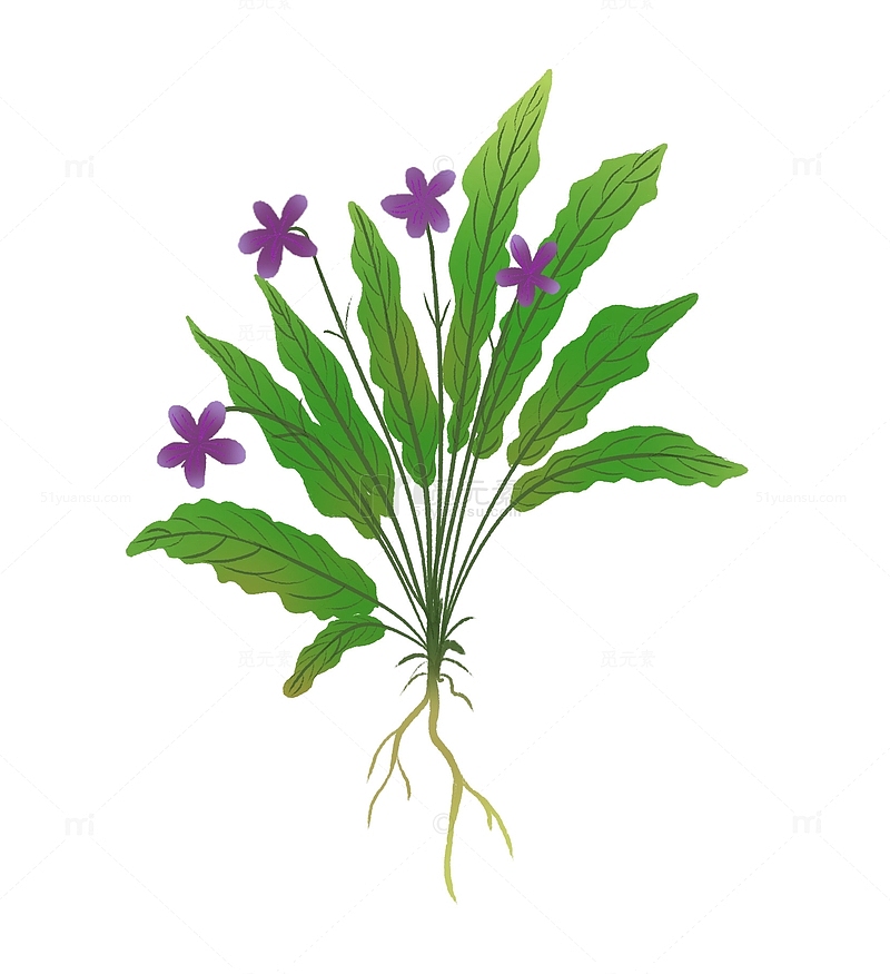 绿色植物中草药紫花地丁手绘