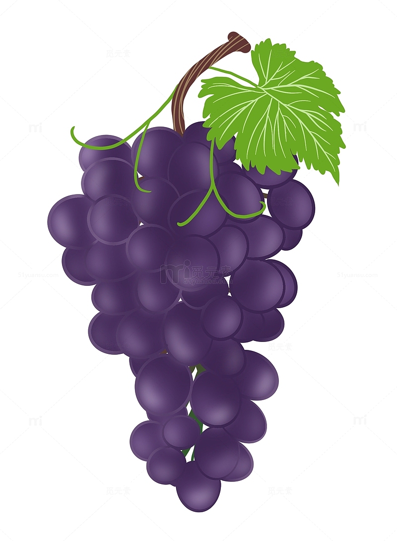 紫色葡萄水果手绘