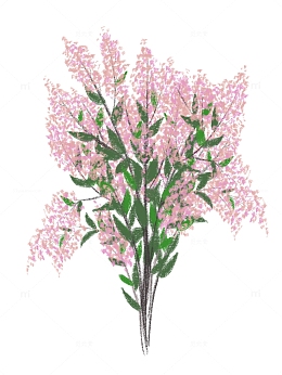 粉色植物花草装饰