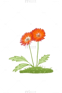手绘水彩风非洲菊红色花卉花草春天菊科植物