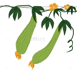 国画水墨风古典蔬菜瓜果丝瓜开花藤蔓植物