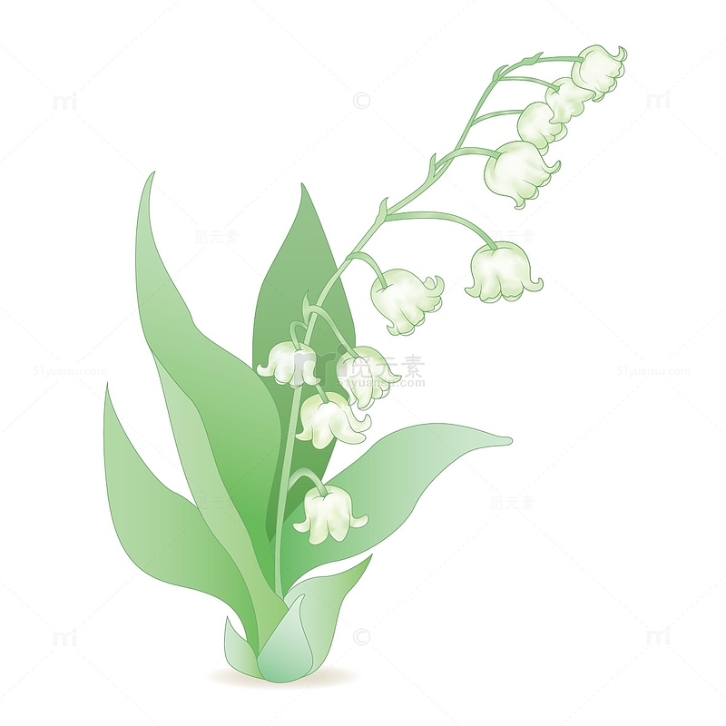 绿色简约植物铃兰花手绘图