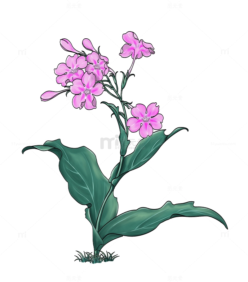 紫色花朵手绘图