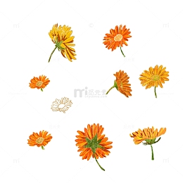 橙色小清新飘落雏菊飞花