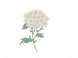 白色黄色洋甘菊手绘元素