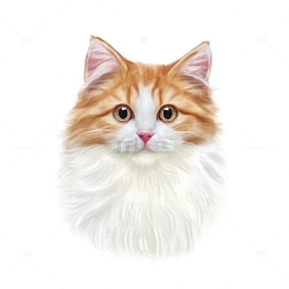 黄白色写实长毛猫咪金渐层布偶猫橘猫手绘图