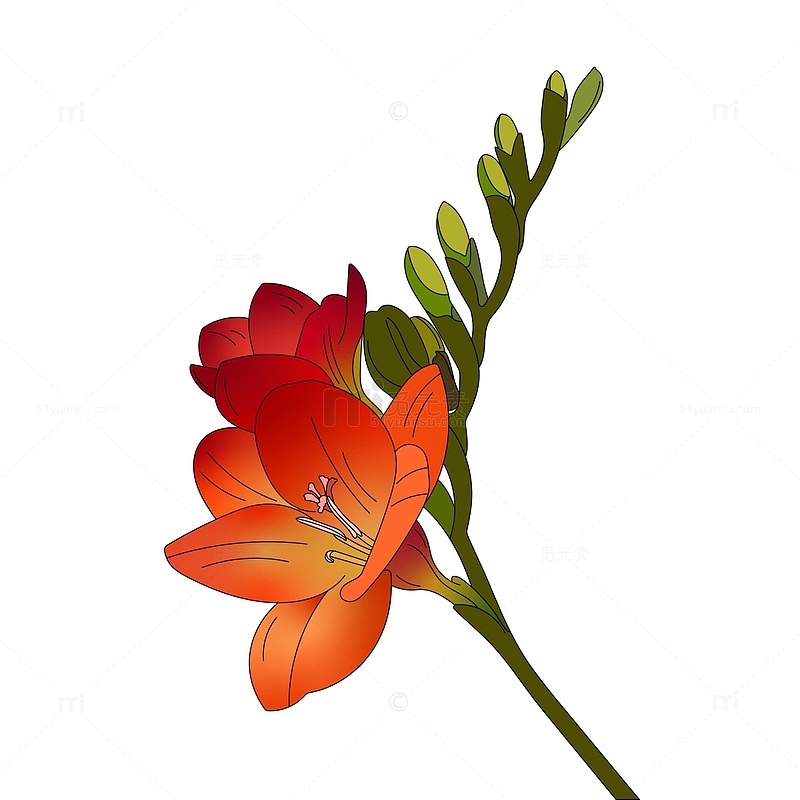 香雪兰橘红色植物花朵鲜花插画