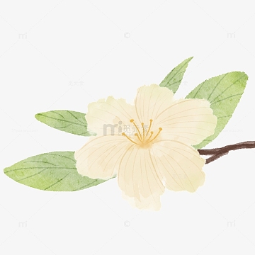 手绘淡彩茉莉花白色花卉花朵文艺清新植物