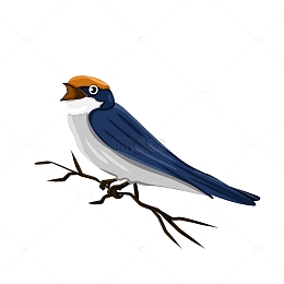 春天燕子立春树枝上的燕子手绘插画