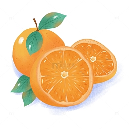 鲜橙水果橙子橘子桔子插画