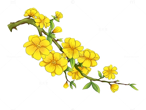 小清新春天的手绘迎春花插画元素