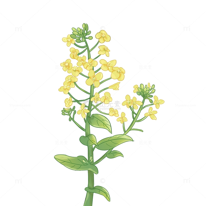 黄色小清新春天油菜花手绘元素