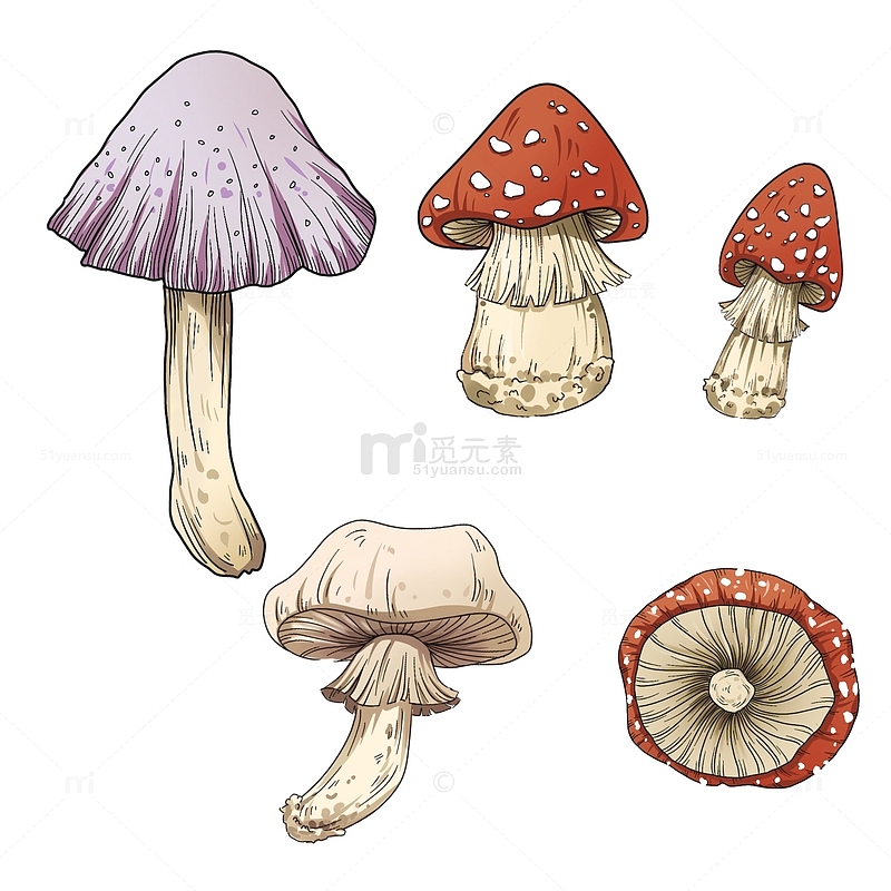 红色紫色小蘑菇菌菇类合集元素