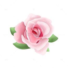 小清新粉色玫瑰花春天花朵绽放