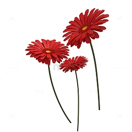 妇女节鲜花母亲节红花非洲菊