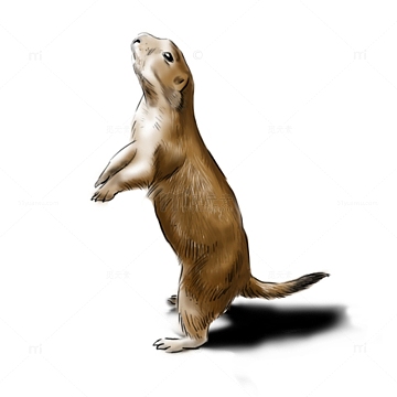 黄色写实黄鼠狼手绘图