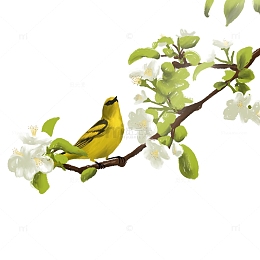 春天黄色小鸟在树枝上闻着花朵
