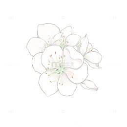 春天手绘小清新白色樱花