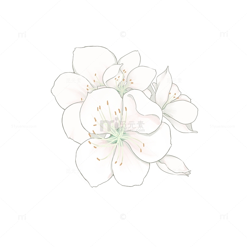 春天手绘小清新白色樱花