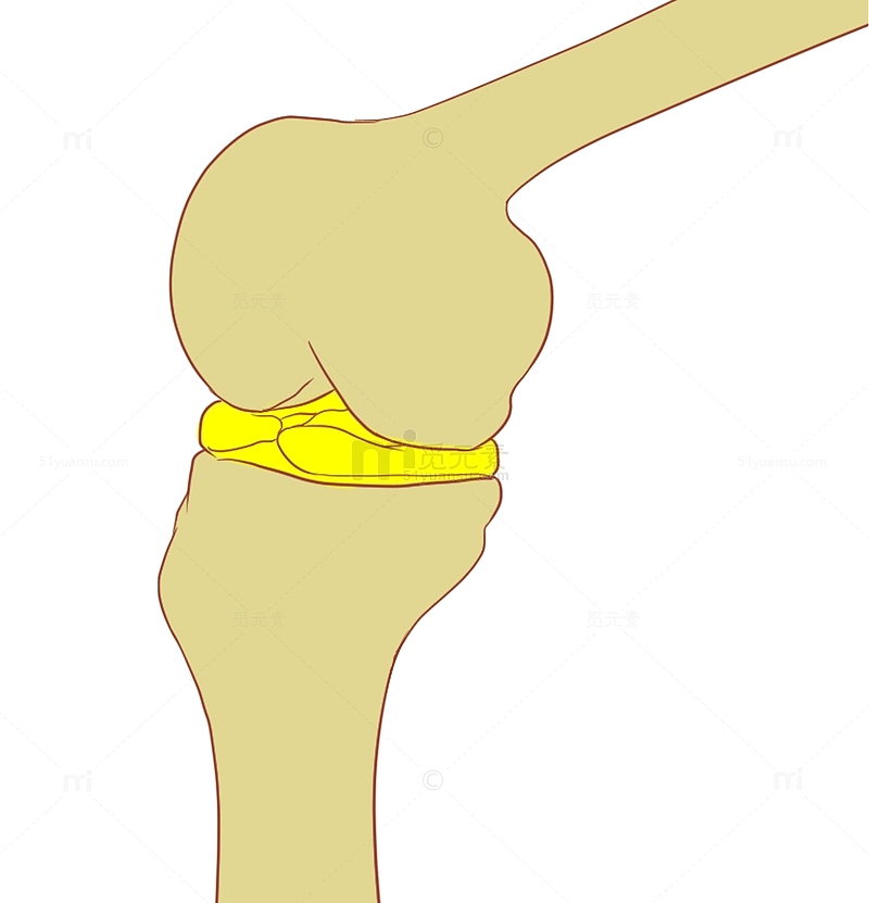 半月板损伤滑膜炎撕裂膝盖结构手绘医学腿骨