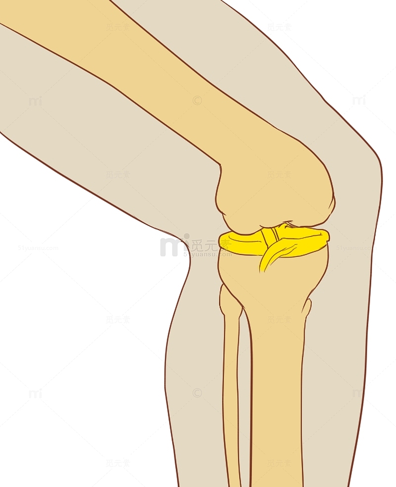 半月板损伤滑膜炎撕裂膝盖结构手绘医学