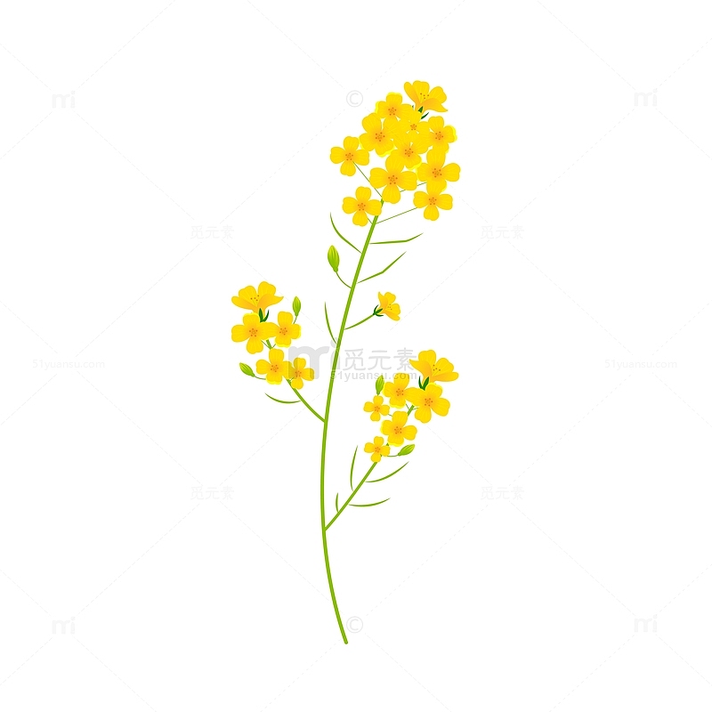 黄色卡通油菜花手绘图