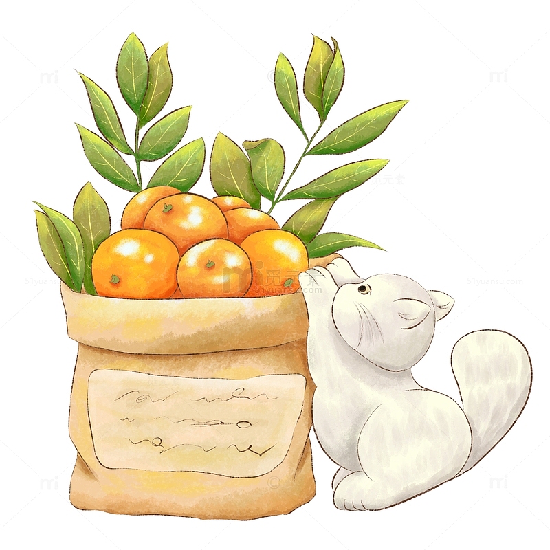 手绘水彩插画素材猫和橘子