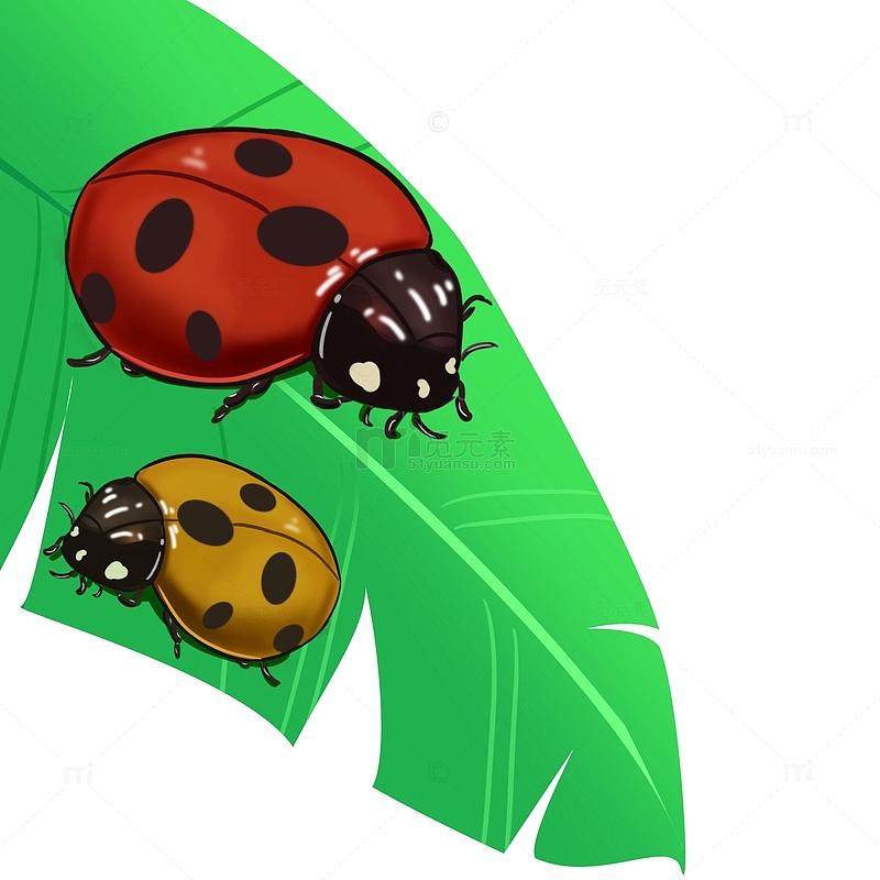 惊蛰昆虫瓢虫虫子春天红色绿色黄色高光动物