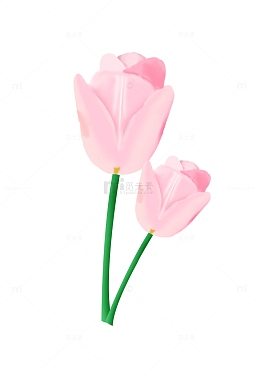 春暖花开郁金香