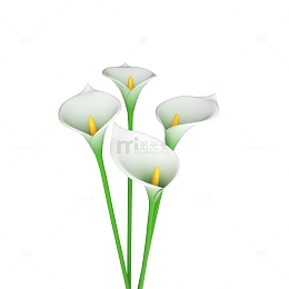 白色的马蹄花