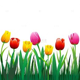 春天花朵郁金香花丛春分