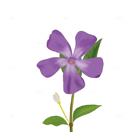 紫色小长春花