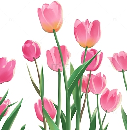 春天花朵郁金香