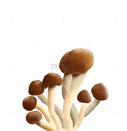 手绘蘑菇野生菌