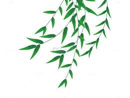 清明节柳叶枝条