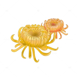 清明花卉 菊花 手绘卡通 免抠 节日元素