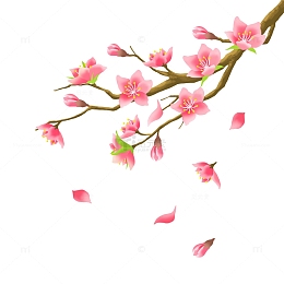 粉色樱花唯美落樱