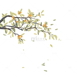 枇杷 枇杷树 果树