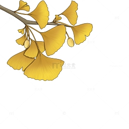 银杏 树叶 植物