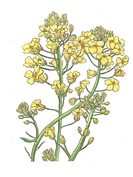 春天的黄色的三棵油菜花