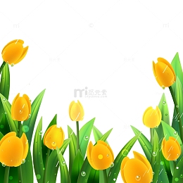 春天春分郁金香鲜花花朵细雨雨珠下雨春雨