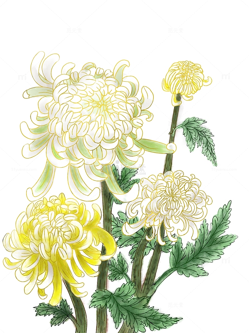 清明节祭祀祭祖用工笔画风水墨白色菊花