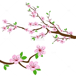 春天春季花朵桃花樱花花枝枝头