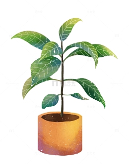 植物手绘插画