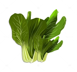 蔬菜上海青元素
