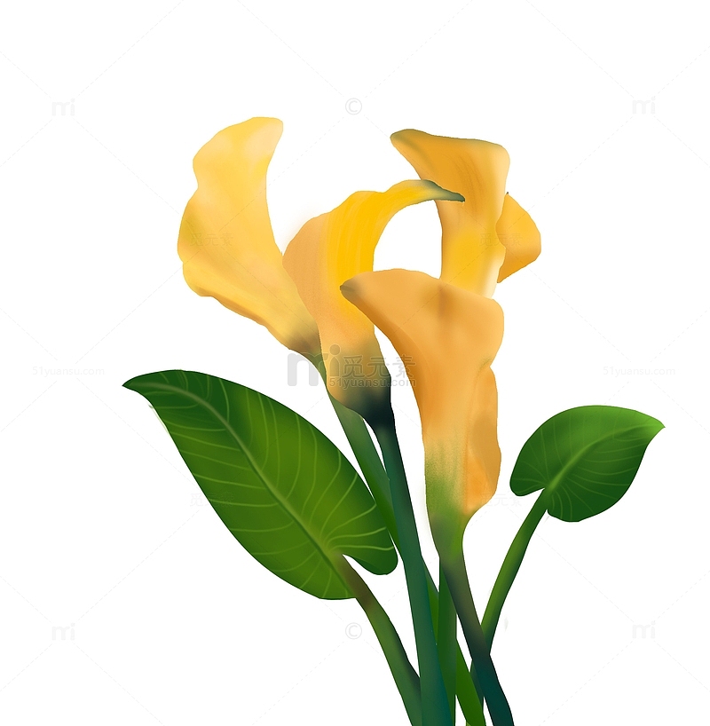 黄色马蹄莲花束