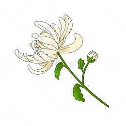 清明植物白菊花