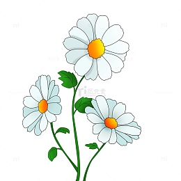 清明节植物白色小雏菊