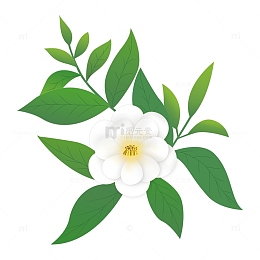 手绘春茶茶花